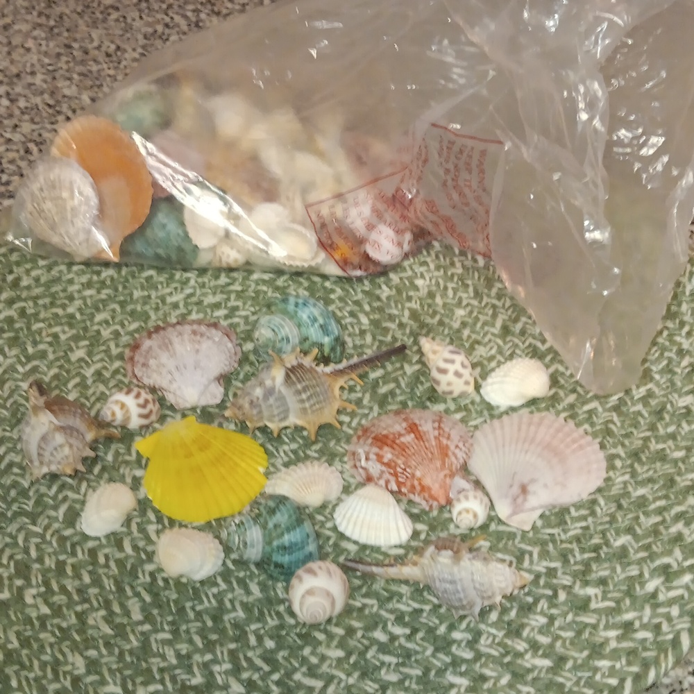 Assorted Seashell Collection - Picture 3 of 3